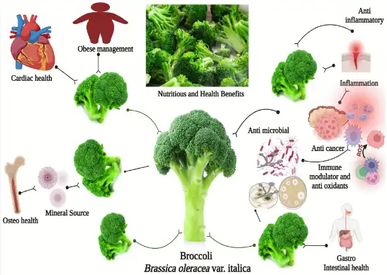 broccoli functions.png